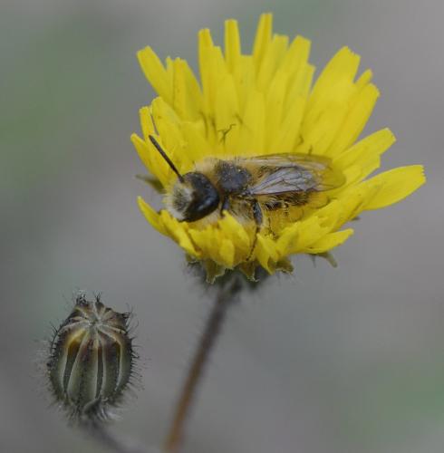 Andrena sp.